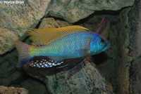 Buccochromis rhoadesii, pyszczaki, malawi,
