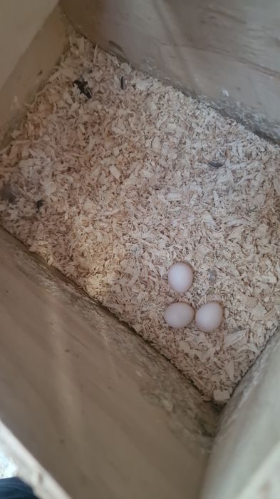 Caturras para criar a mao e adultas