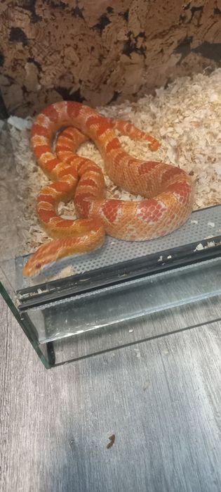 Wąż zbożowy+terarium z zamkiem na klucz