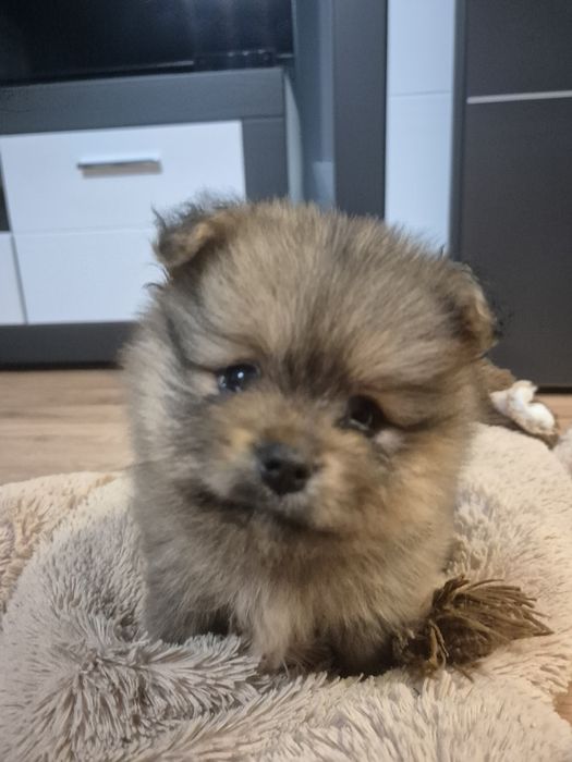 Szpic miniaturowy - suczka - odbior grudzień