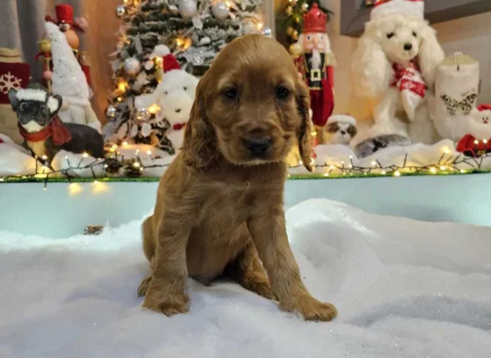 Cocker Spaniel inglês macho dourado