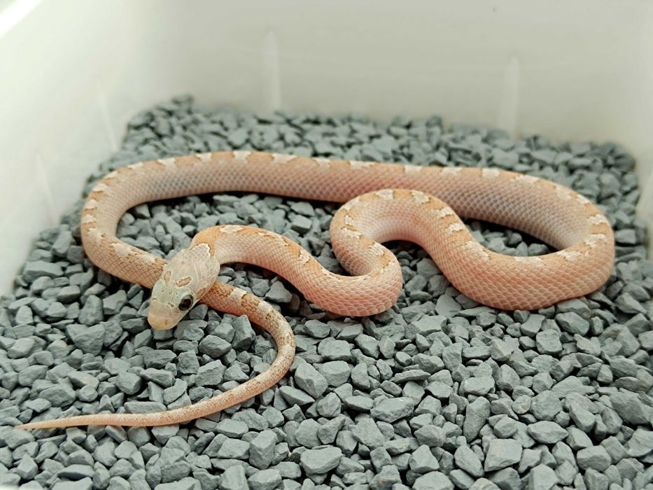 Wąż zbożowy Hypo Anery Bloodred Pied Sided het charcoal / Samiec