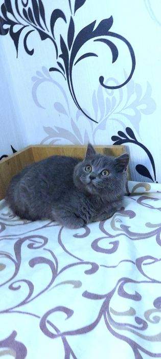 Шикарне шотландське кошеня