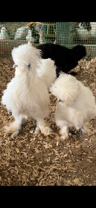 Jedwabiste USA. KOMPLET 2 KURY I KOGUT. silki