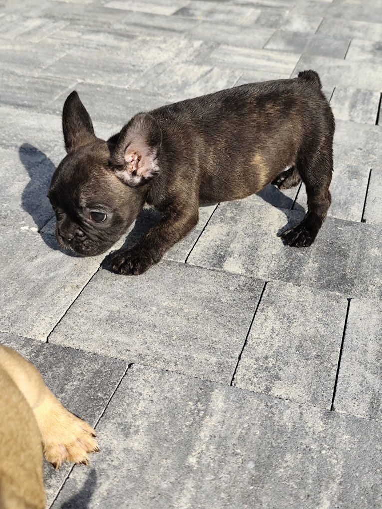 Buldog francuski sunia