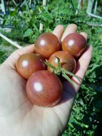 Sementes tomate-cherry preto / black-cherry