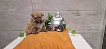 Lulu da Pomerânia anão de excelência