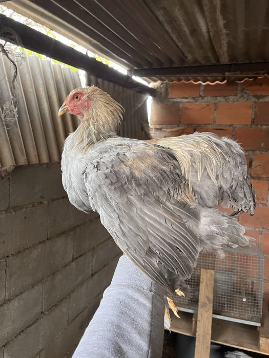 Galos Brahma Isabella