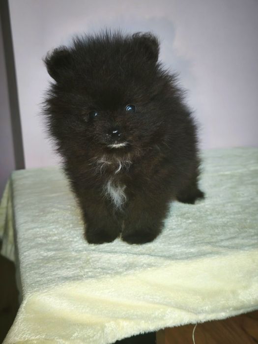 Szpic miniaturowy pomeranian