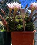 Pequenos cactos que dão flores  algumas vezes por ano