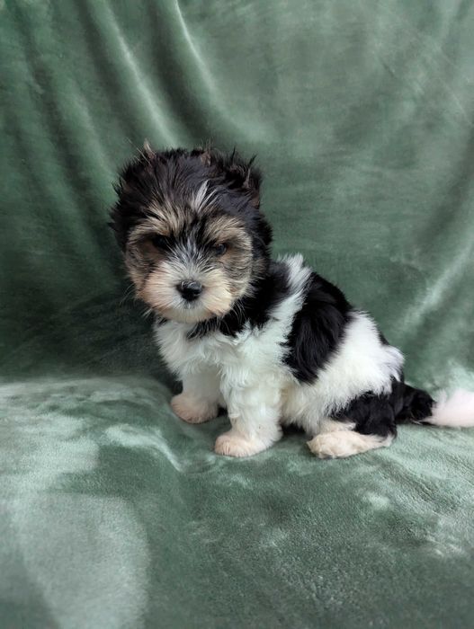 Yorkshire Terrier Biewer Piesek