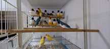 Escolha o seu Diamantes Gould