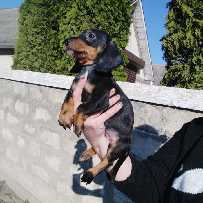 Один чорнопідпалий таксик з виводка !!! Шикарна дитинка.