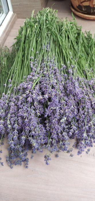 Лаванда сушена в букетах, сухоцвіти
