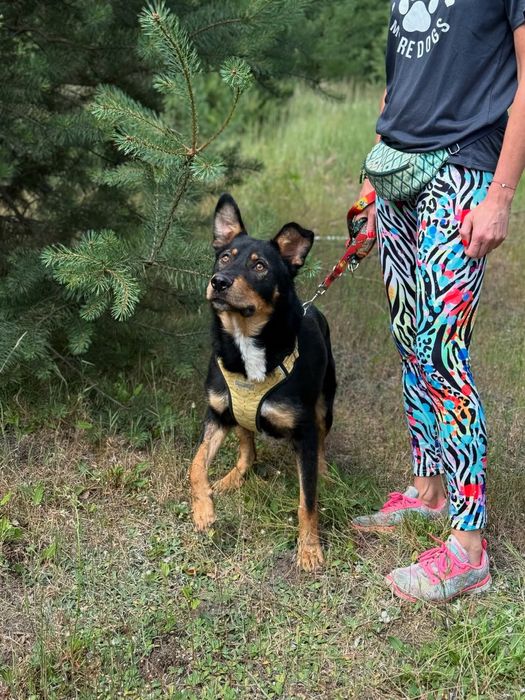 Solar super piesek szuka domku