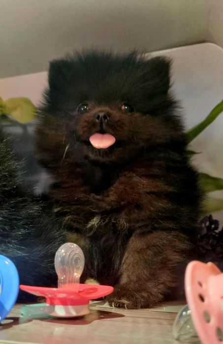 Dó odbieru Pomeranian suka