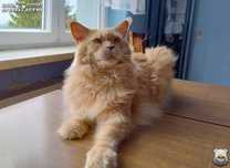 Piękny, dorosły kocur Maine Coon / FPL FIFe