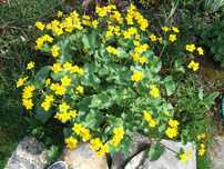 Planta aquática: Caltha palustris