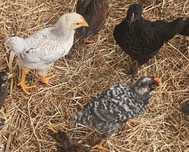 3 rooster chicks