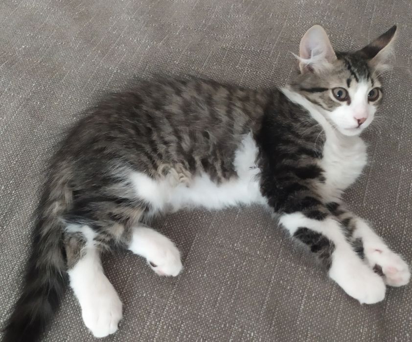 Милые котята бесплатно
