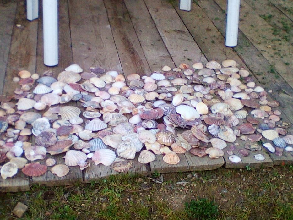 Lotes 50 conchas para decoraçao