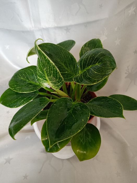 Філодендрон Біркін.