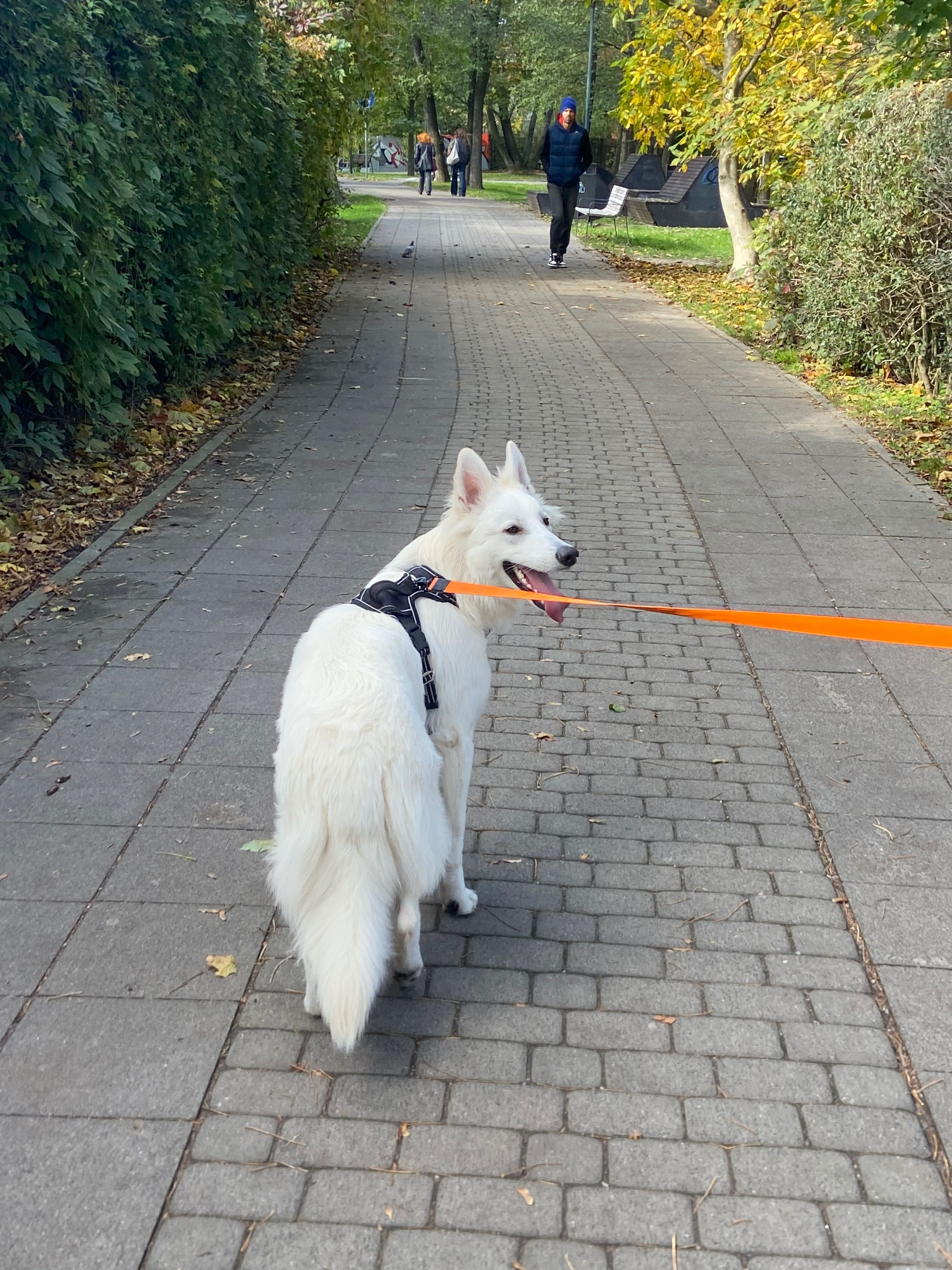 Trener i behawiorysta psów