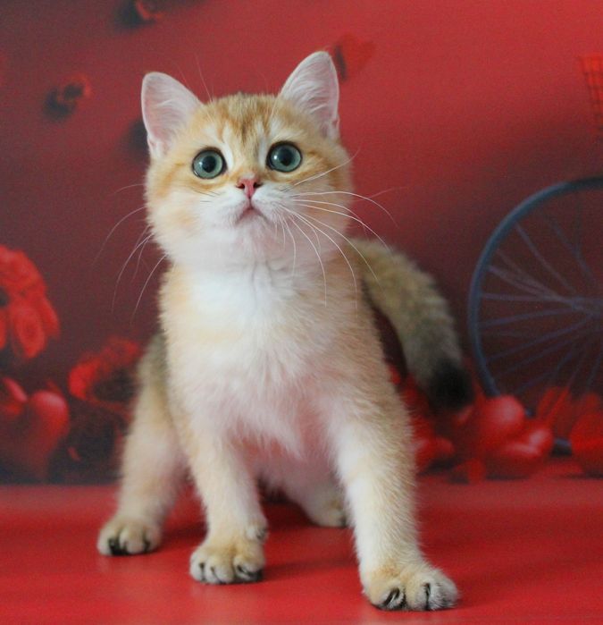 Найкращий золотий британський хлопчик для вас