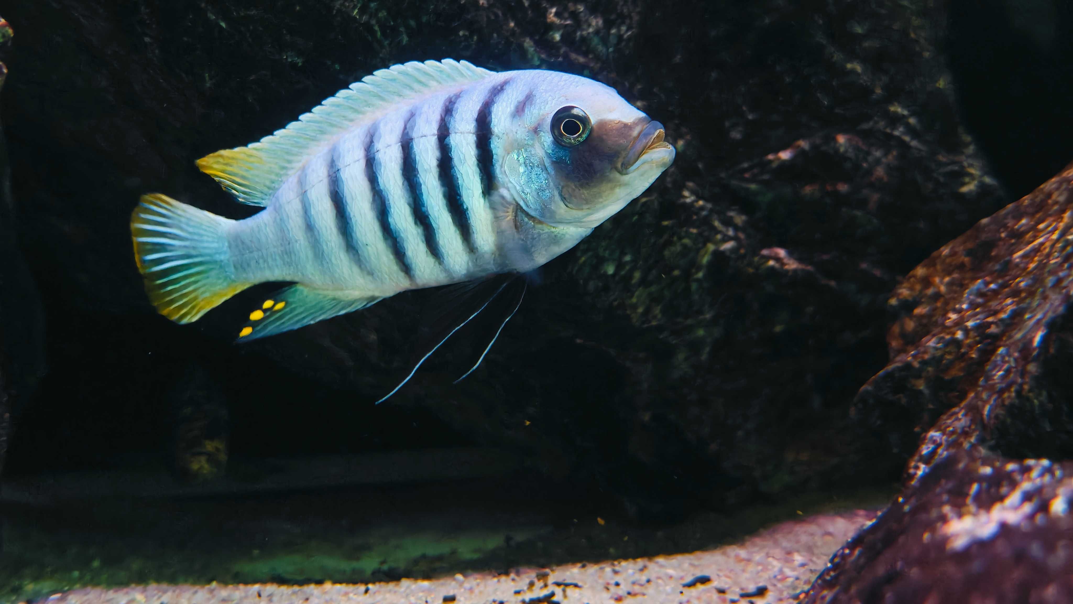 Metriaclima zebra Chiwi Rocks WF