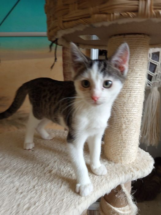 2 miesięczna kotka szuka domu niewychodzącego