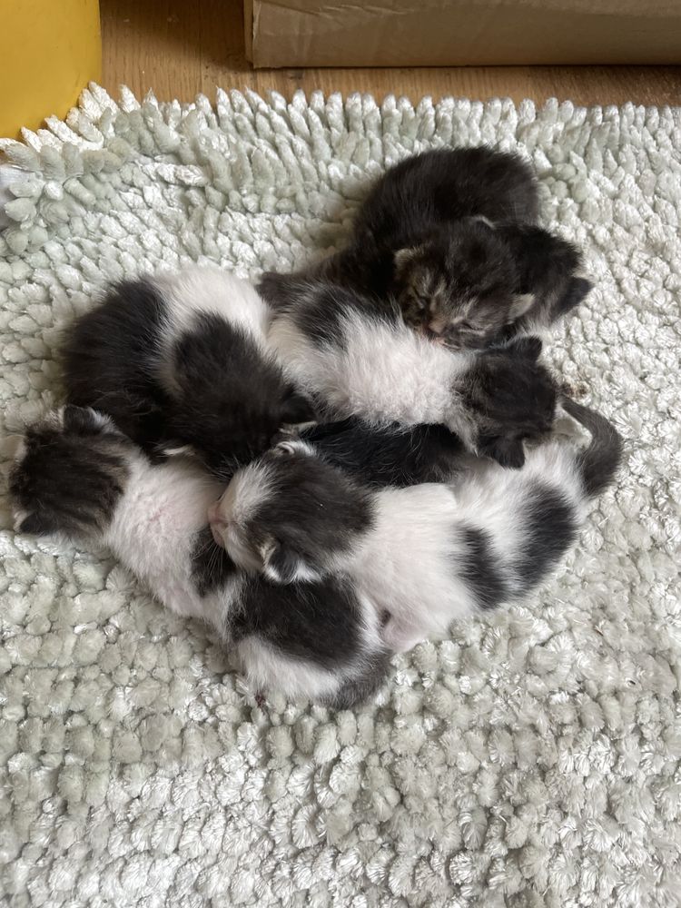 Kot koty kociaki