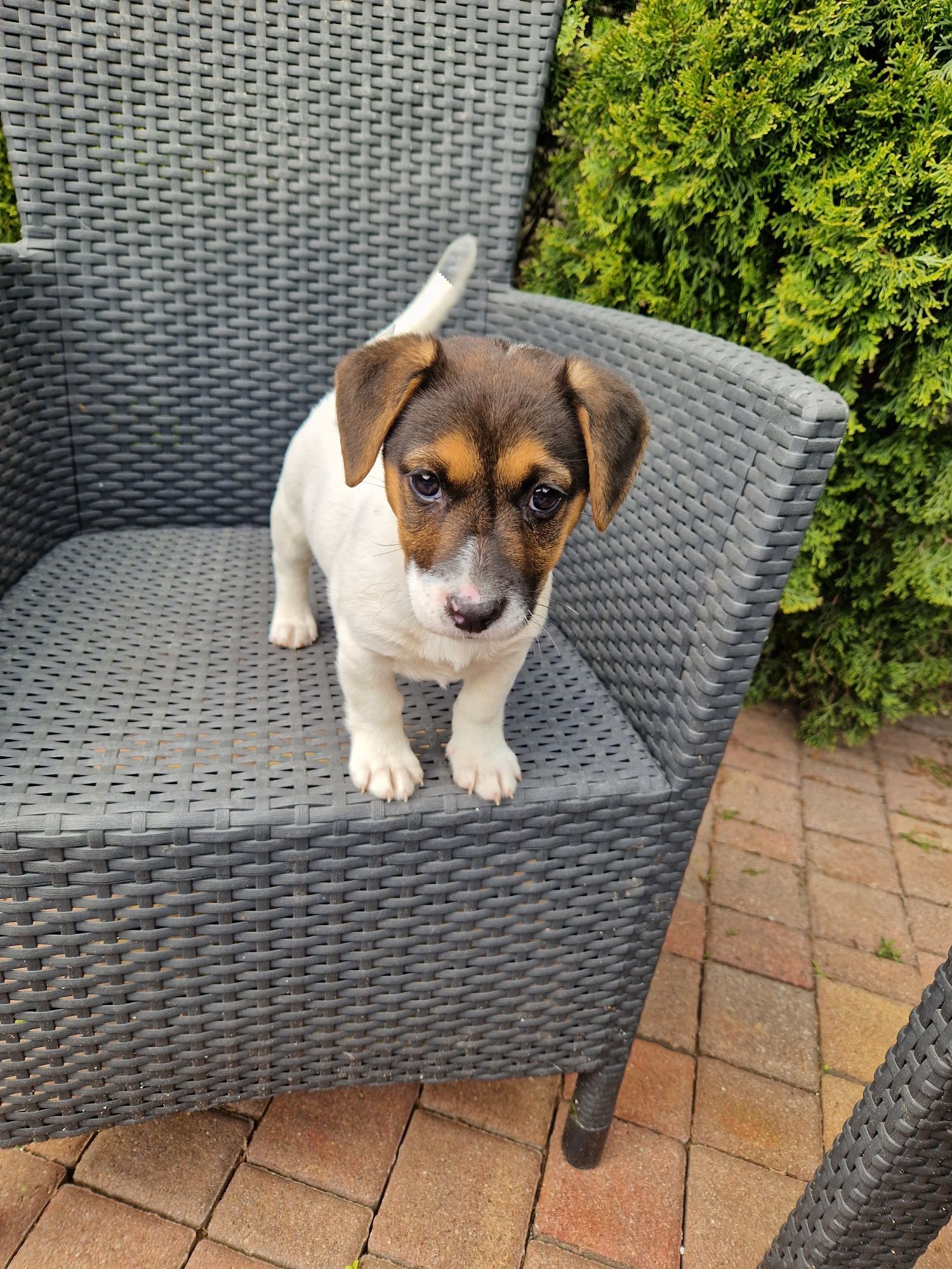 Jack russell terrier aktualne