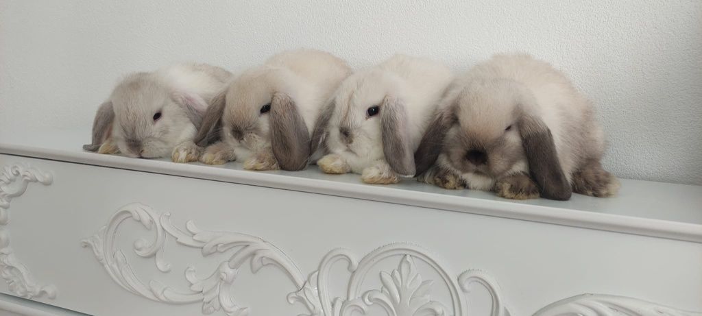 Mini Lop królik gotowe do odbioru