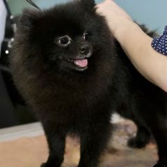 Pomeranian szczeniaczek