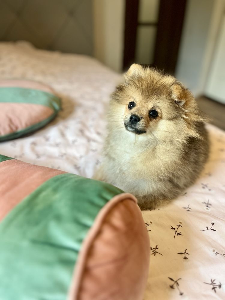 Pomeranian szpic miniaturowy suczka Ava przepiekny miś