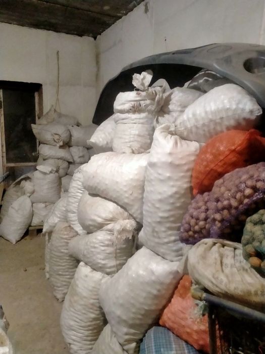 Горіхи врожаю 2025року