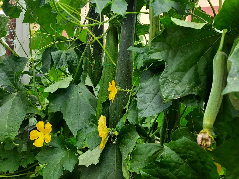 насіння люфи (мочалки)