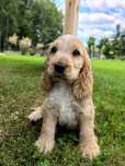 Ostatni piesek  cocker spaniel