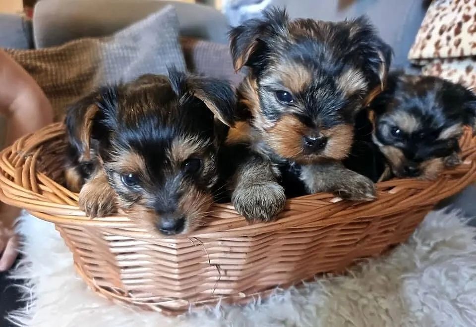 York piesek do rezerwacji miniatura