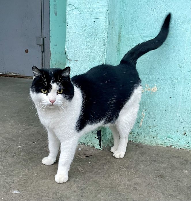 Котик молодой черно белый ищет дом