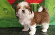 Shih Tzu puchaty szczeniaczek z rodowodem SWKIPR