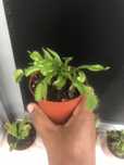 Plantas carnívoras