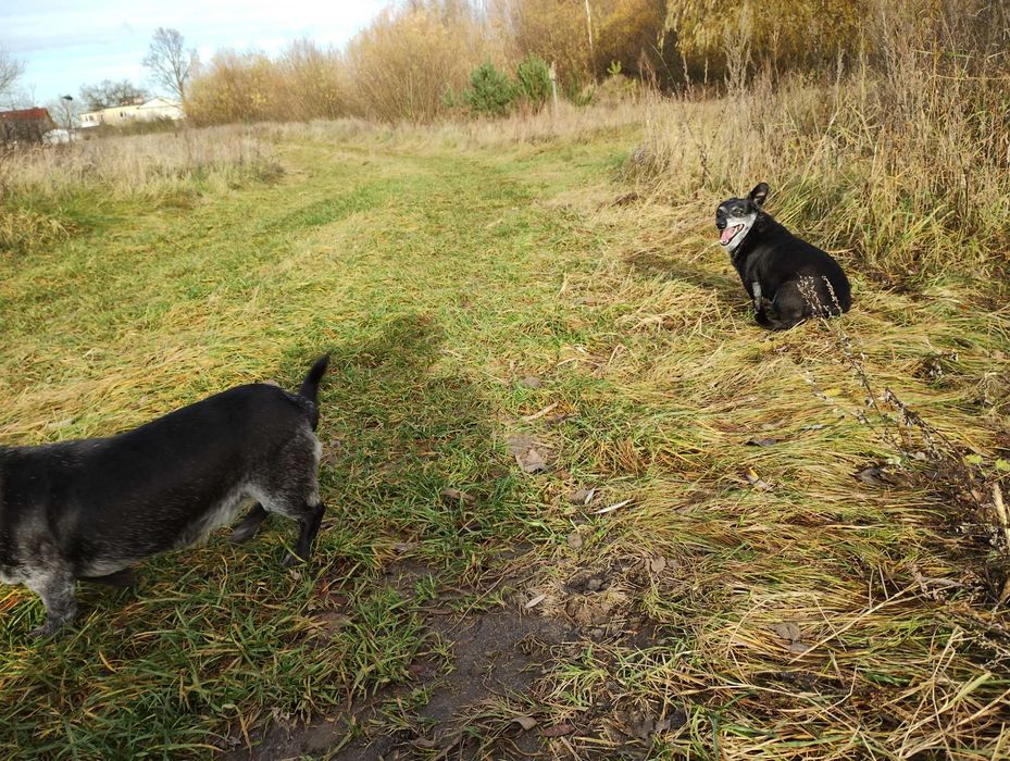 Oddam za darmo dwie suczki wysterylizowane  w dobre ręce