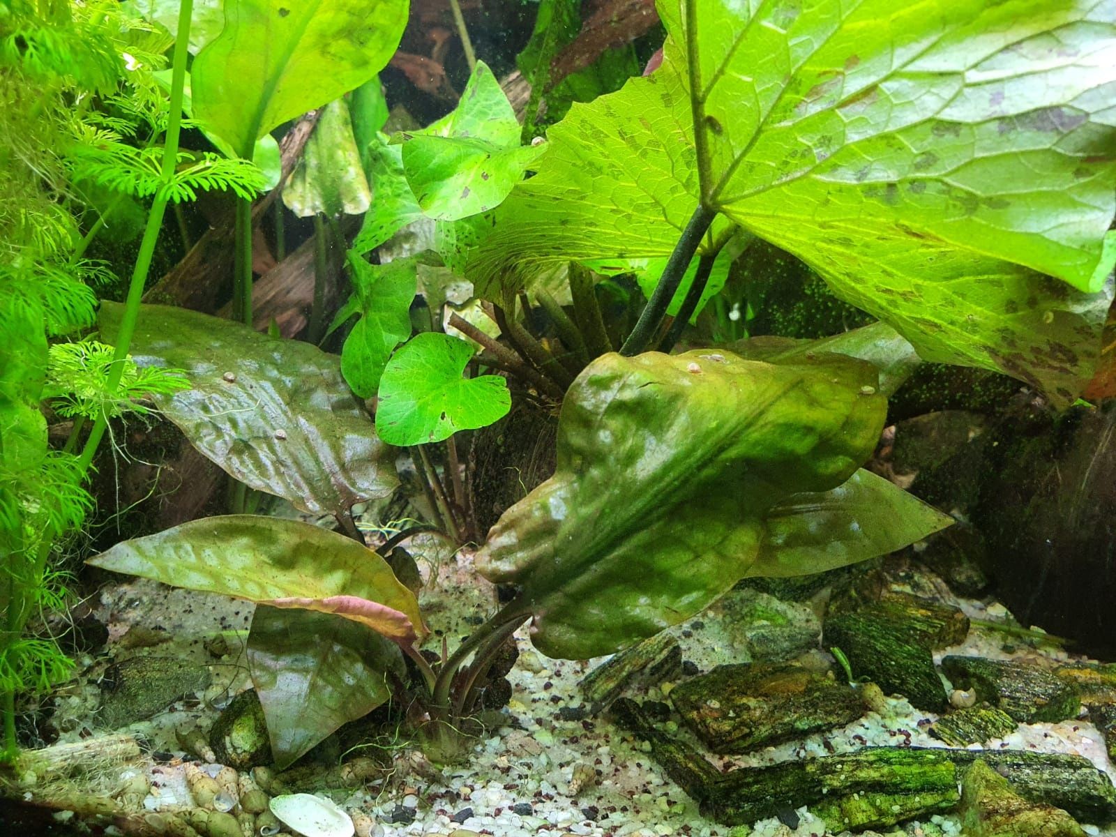 Kryptokoryna niskopienna roślina akwarium