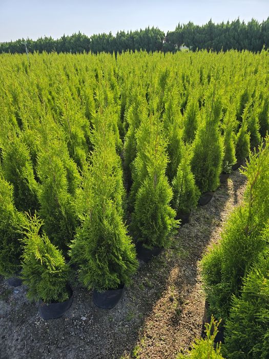 Tuja Smaragd 180 cm Dostawa gratis tuje 120 szmaragd brabant Kielce