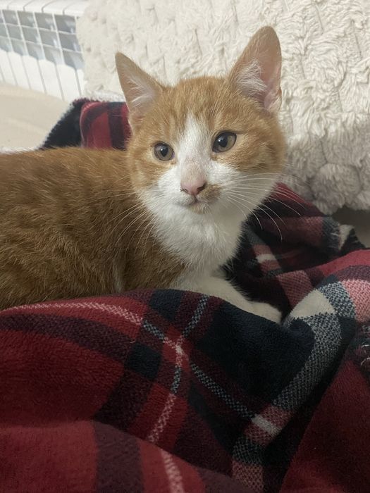 Oddam małe kotki w dobre ręce!!!