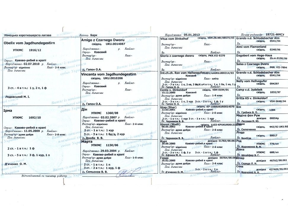 Вязка Курцхаар