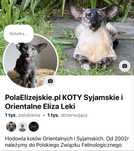 Kocięta ORIENTALNE rodowód Polski Związek Felinologiczny