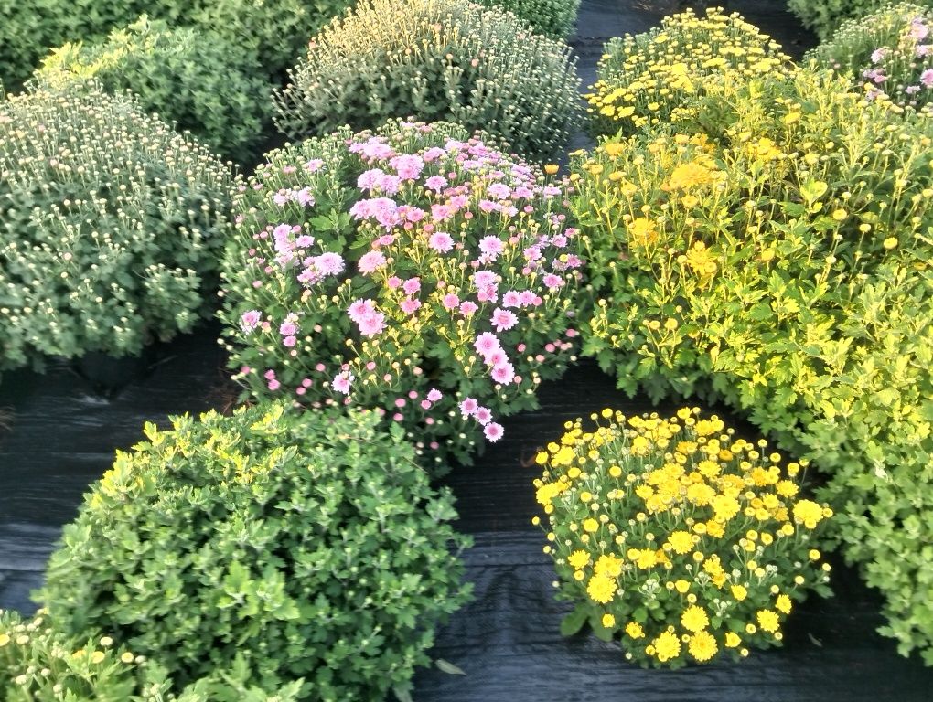 Хризантеми мультифлора