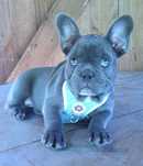Buldogi francuskie